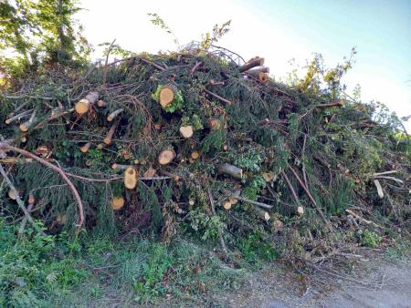 Golosek ob trim stezi, foto JK (5)